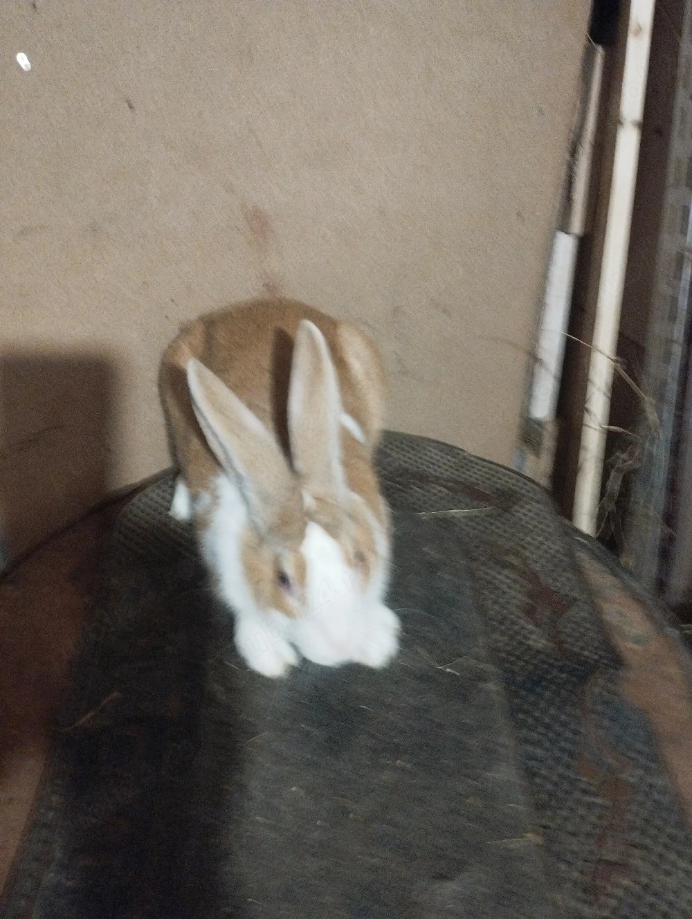 iepri hycole francez mascul 