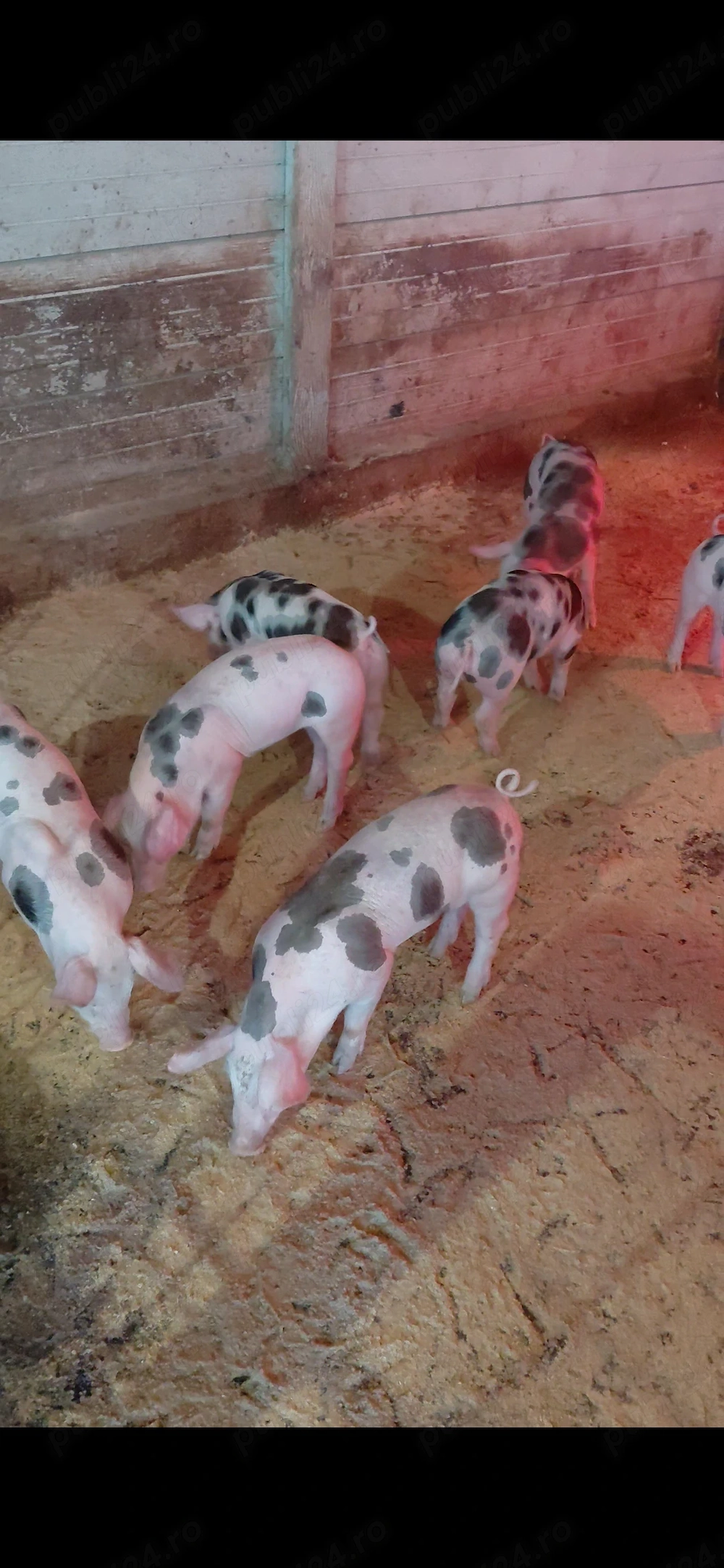 De vanzare purcei Pietran cu Landras si si Pic cu Pietran 