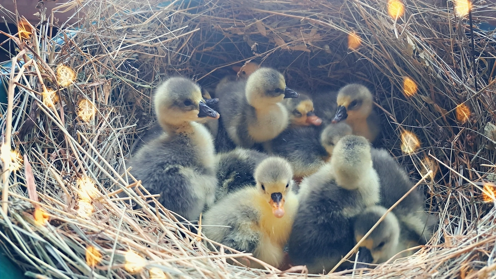 Boboci de vanzare sau gaste de vanzare