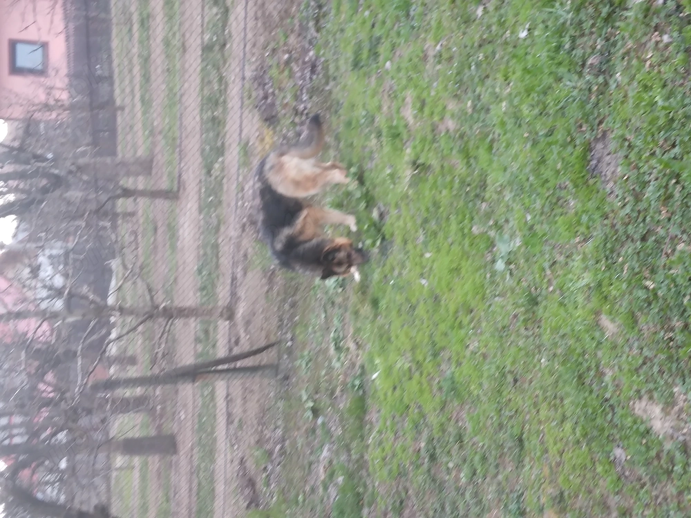 Catea lup opel zafira 1.7 