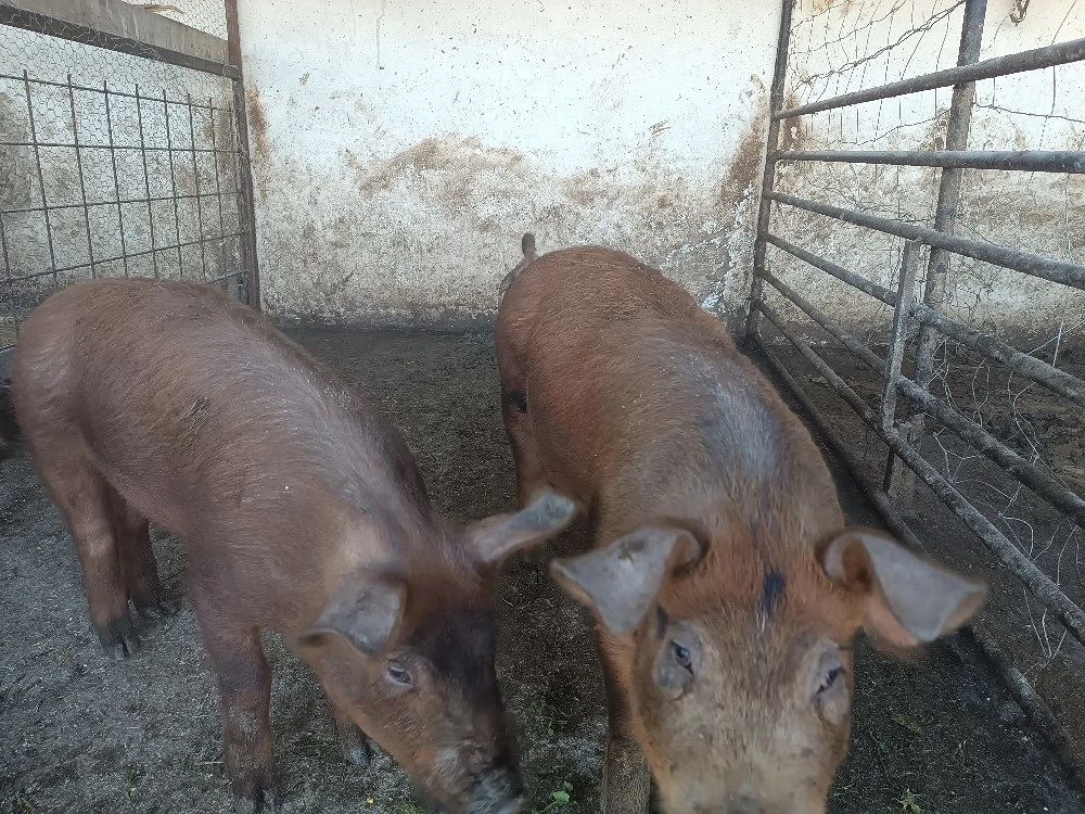 vând doi grăsuni de 40-50 kg.
