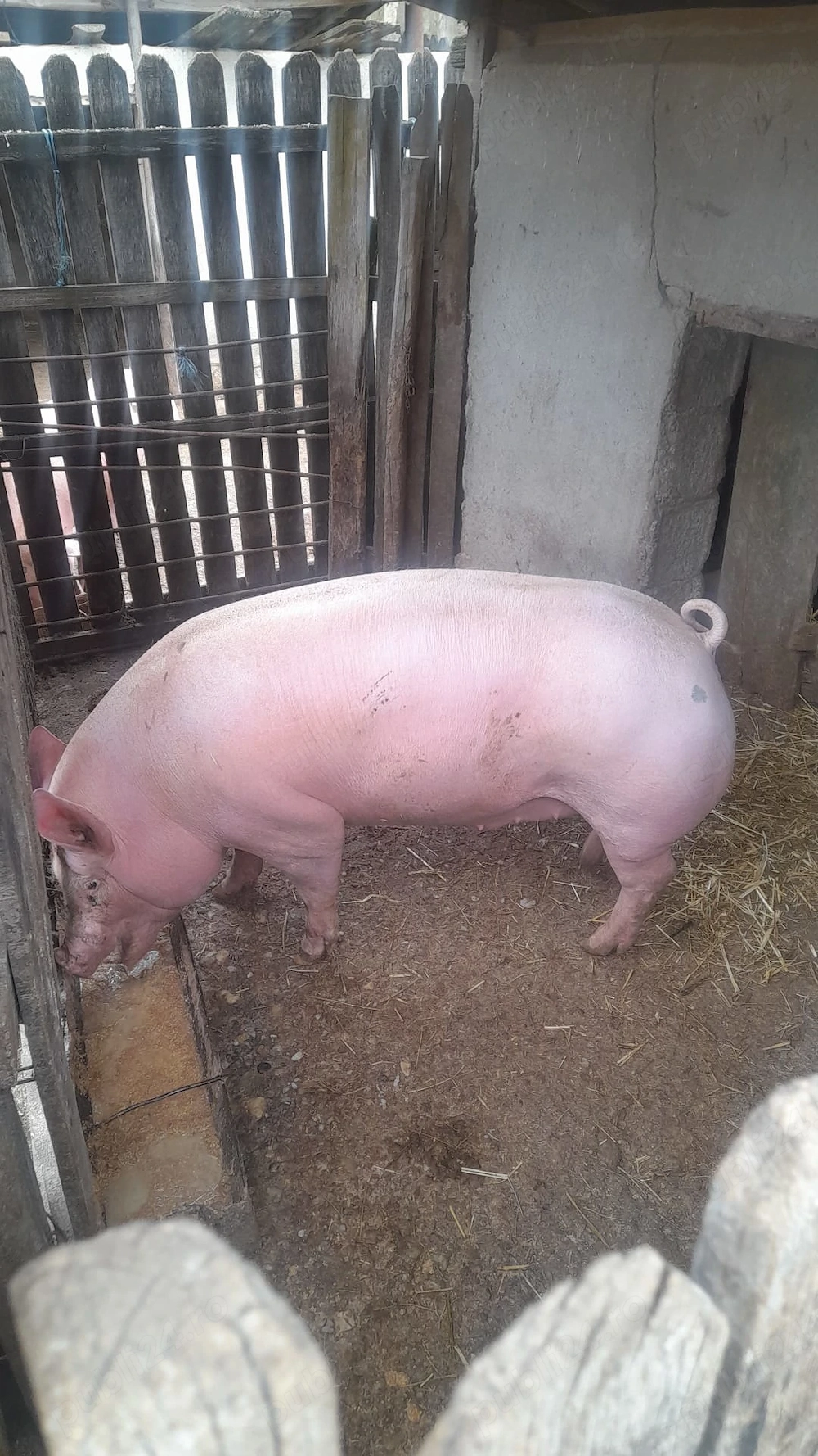 Porc de țară rasă de carne