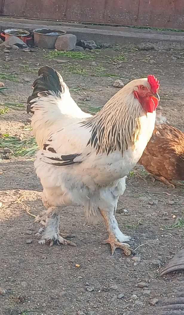 De vânzare Cocosi și găini Brahma 