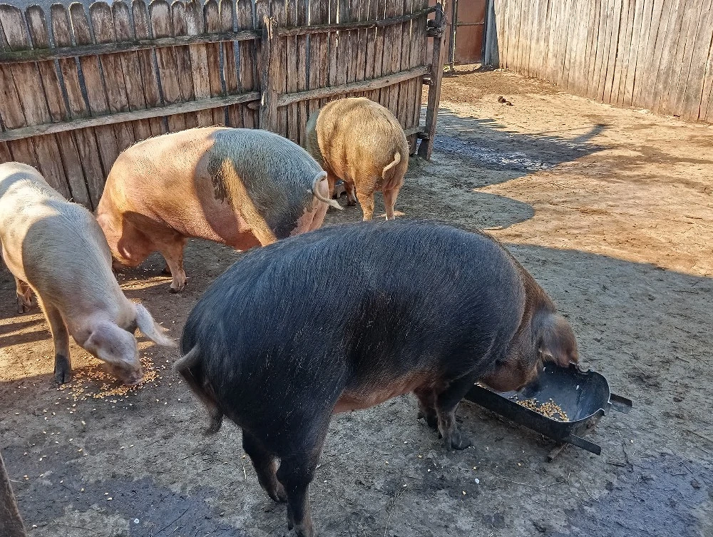 Porci Mari de Țară.