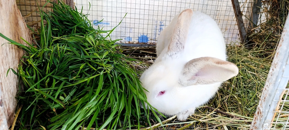 Vând iepuri crescuți natural