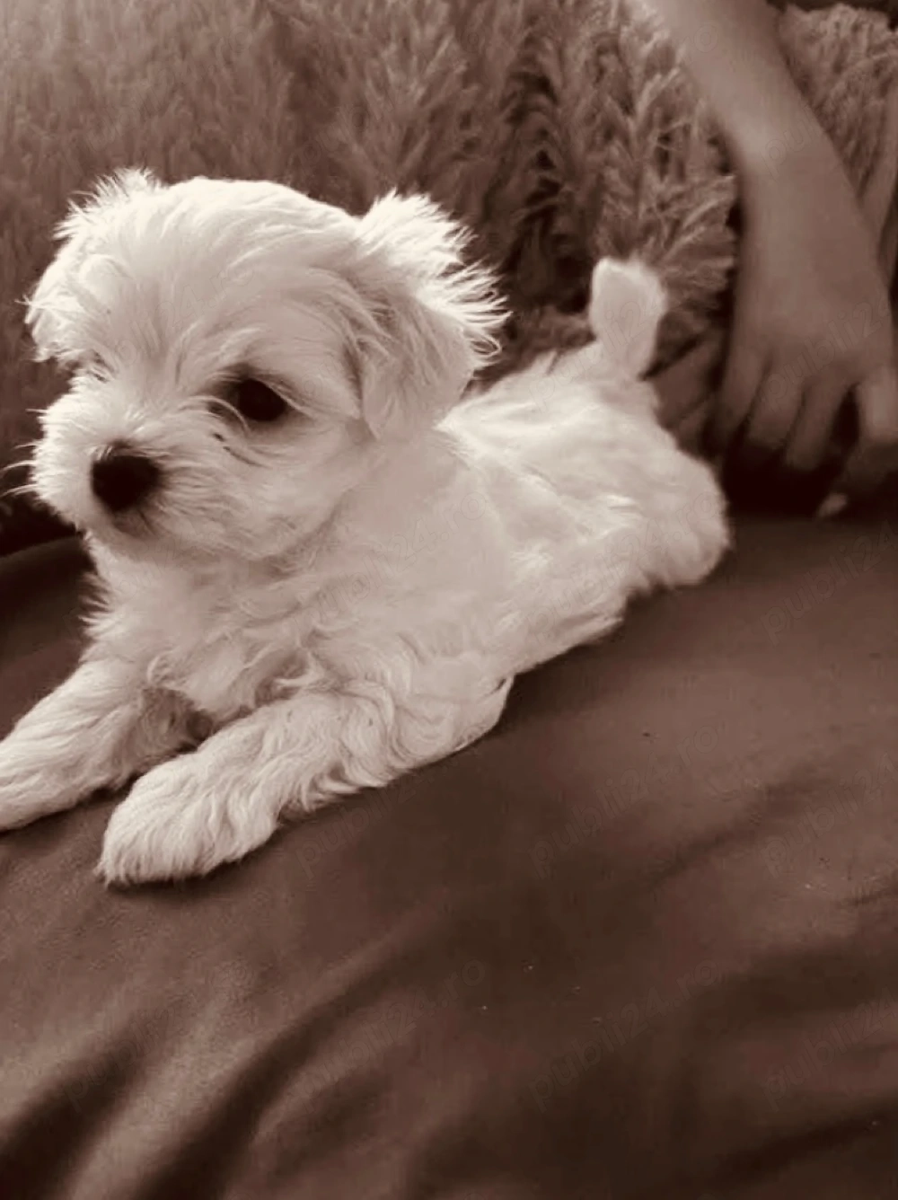 Vand bichon miny baietel 6 saptamani