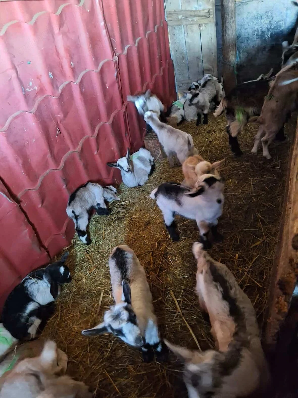 Vând iezi pentru paste 