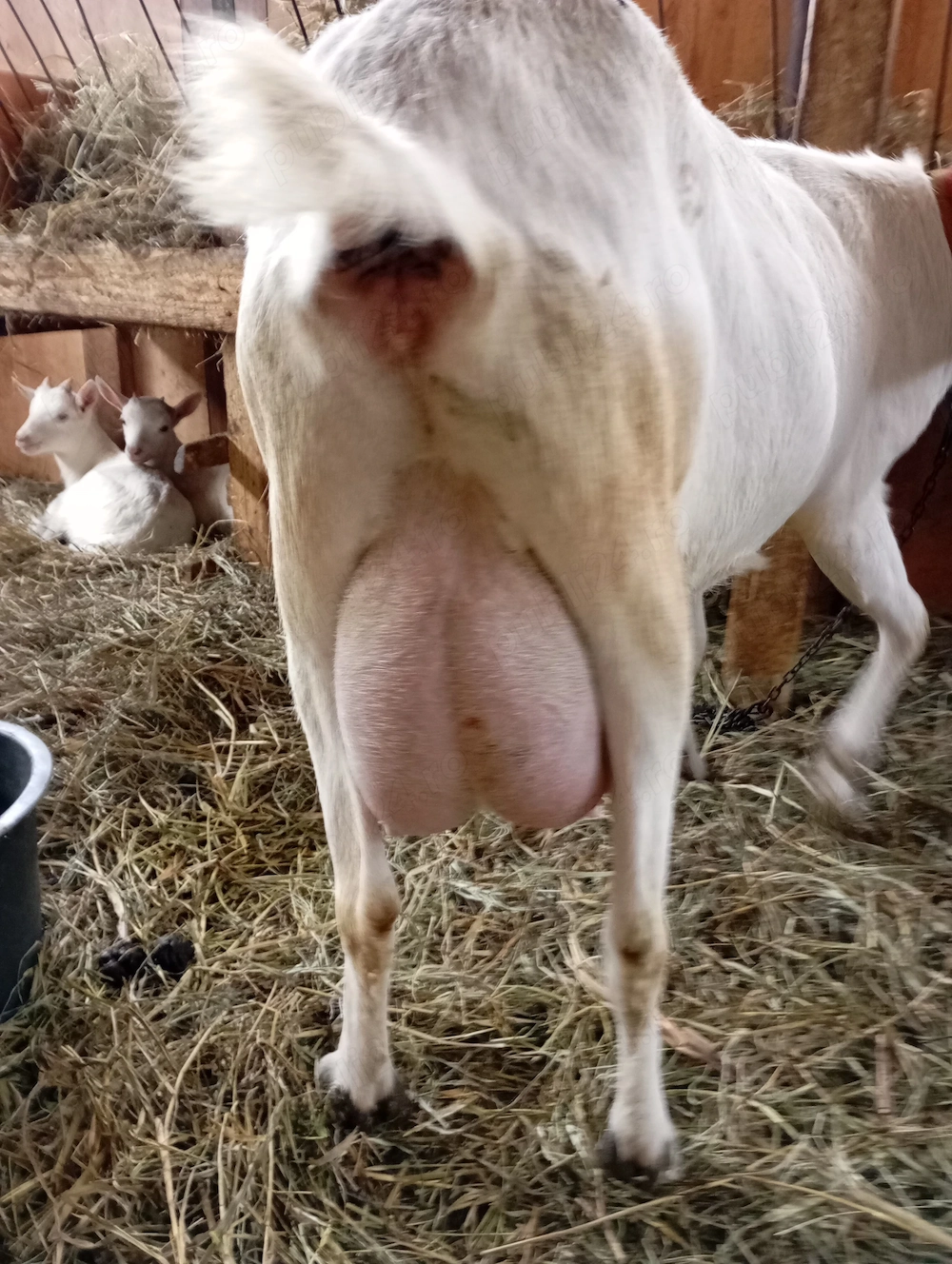 Vind ieduțe și capre cu lapte rasa sannen