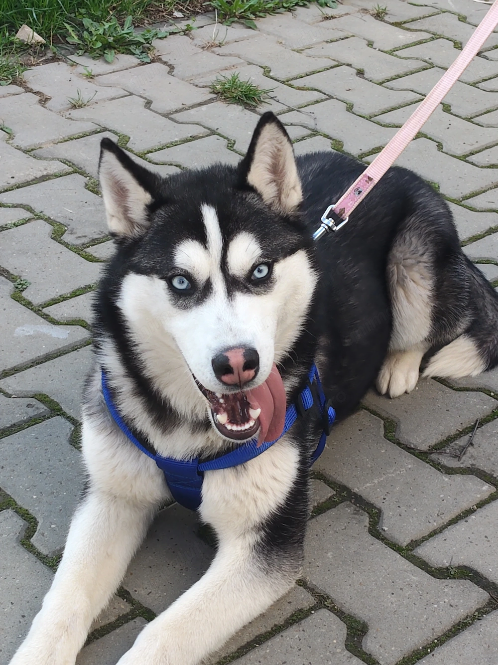 Husky Siberian femelă, 6 luni 