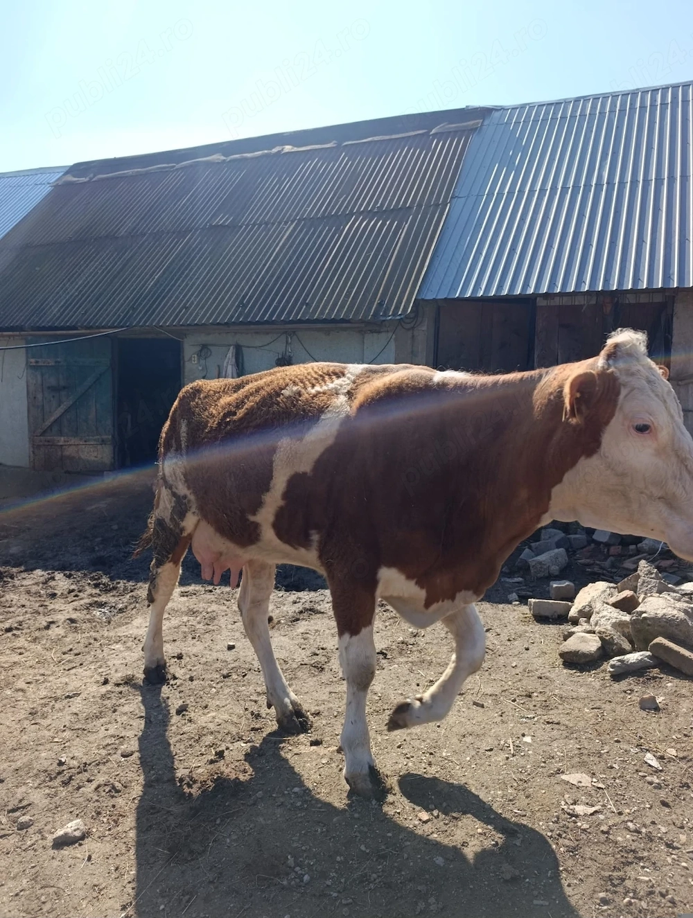 Vând vacă tânără pentru abator