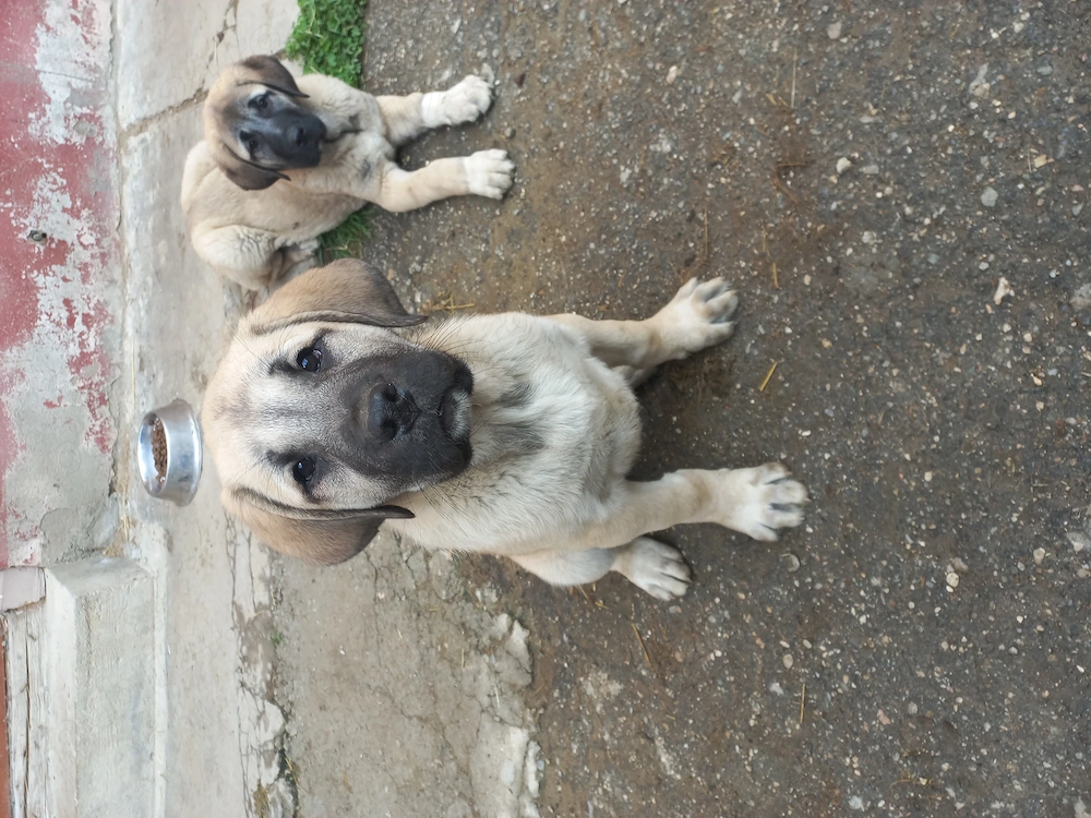 Pui ciobănesc Malakli pur cu pedigree