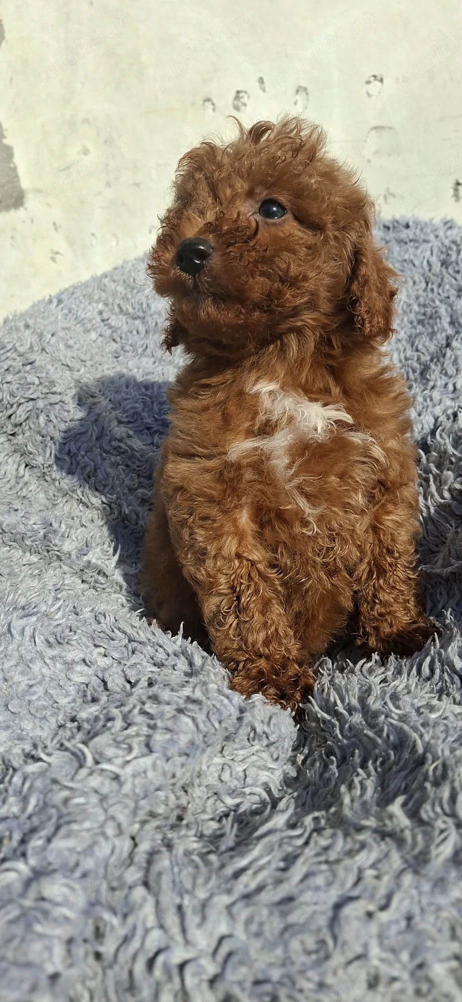 Pudel ( caniche)