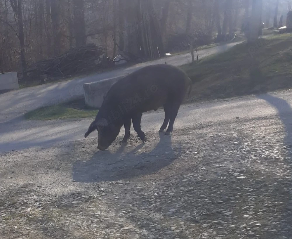 Porc gras 
