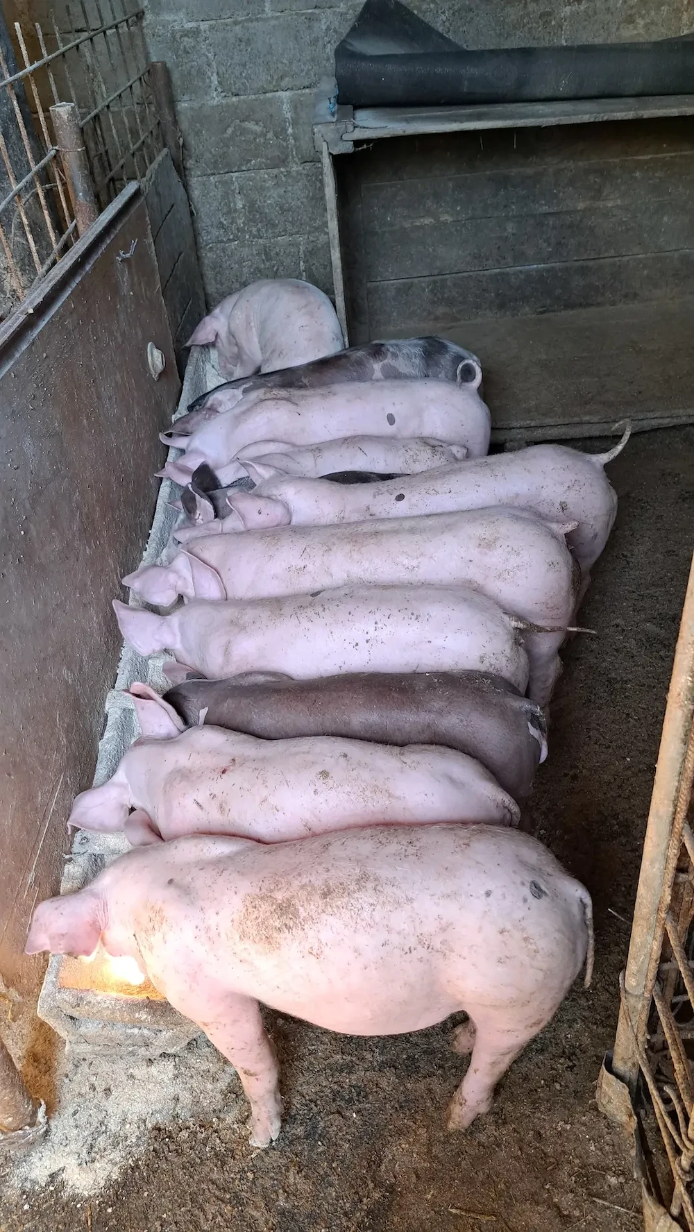 Vând purcei de carne