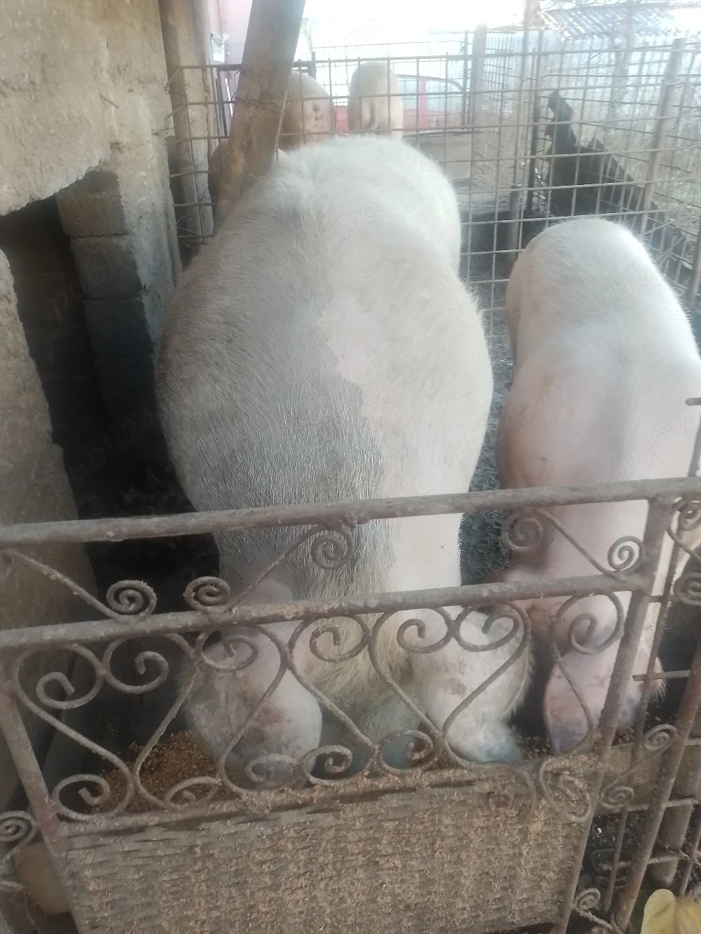disponibili in viu sau carcasa