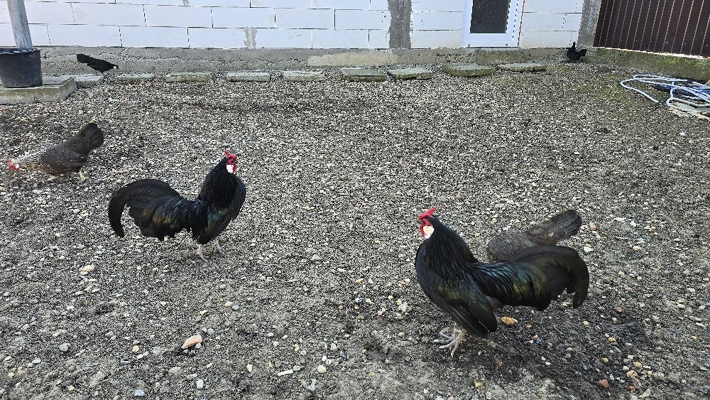 gaini bantam