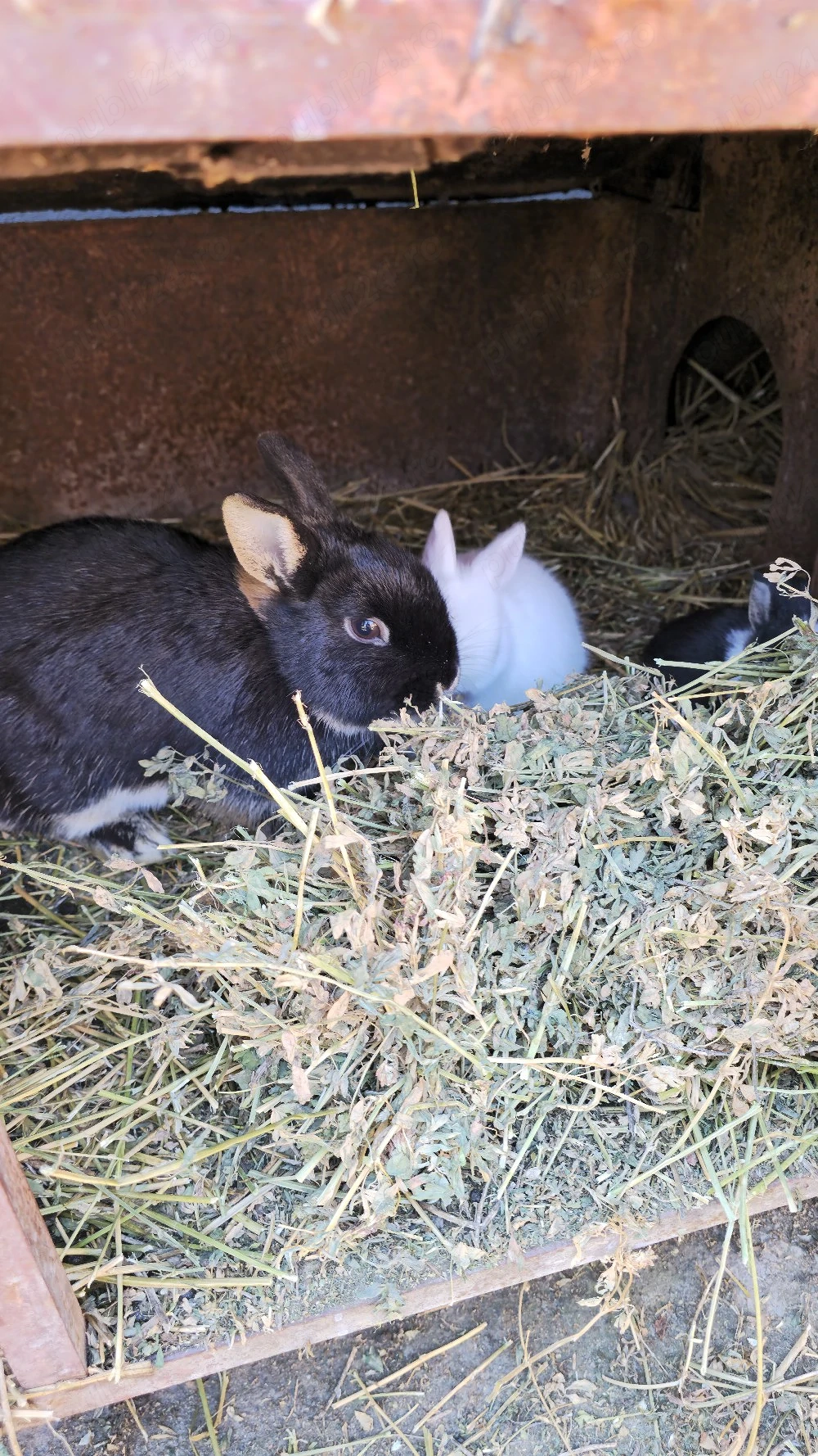 iepuri pitici