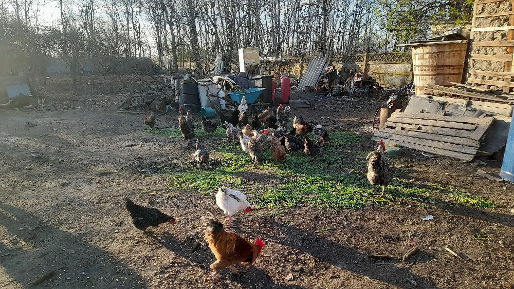 Cocosi de vanzare cine doreste