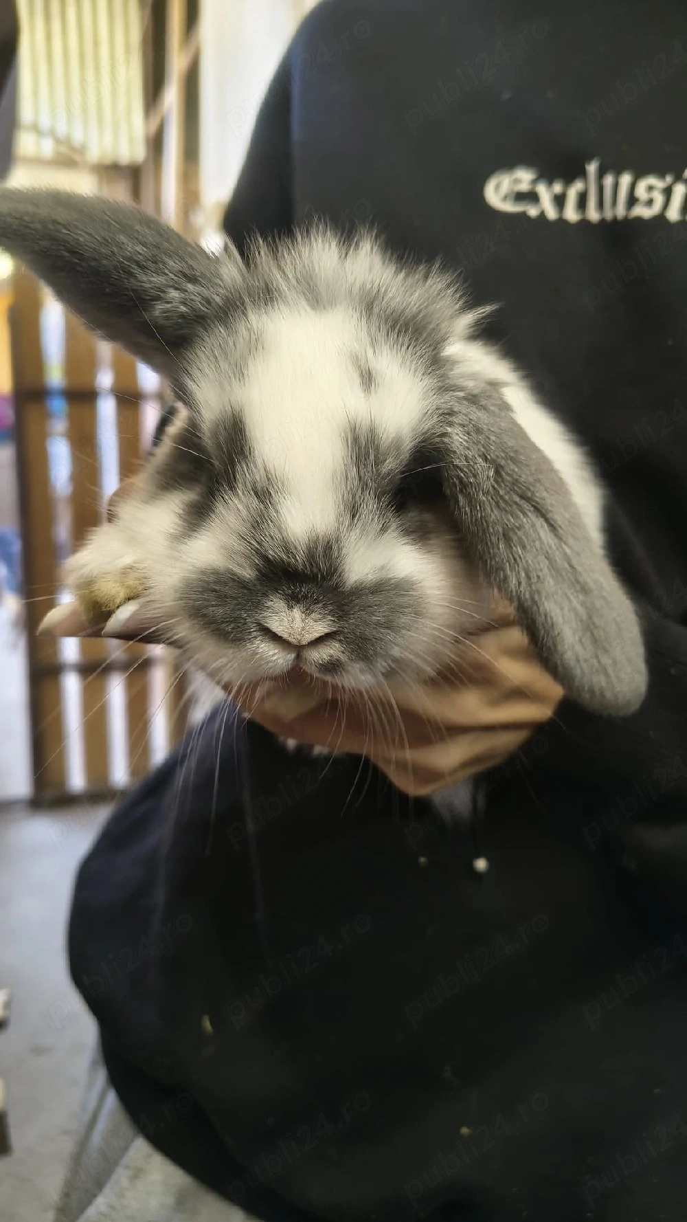 Iepurași disponibili