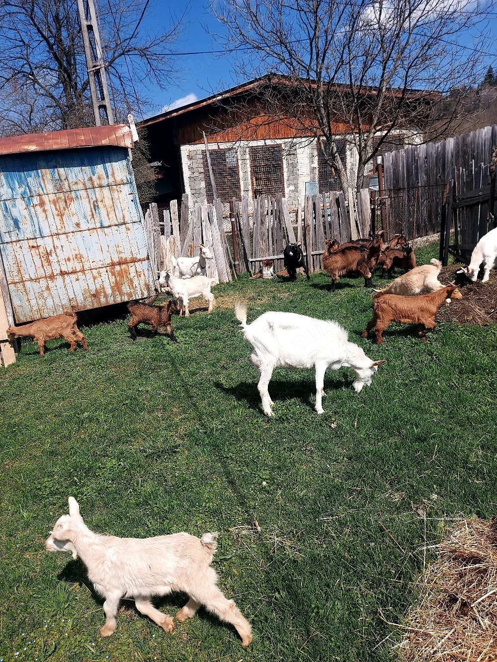 Capre la prima si a doua fatare +11 iezi iedite si tapisori .