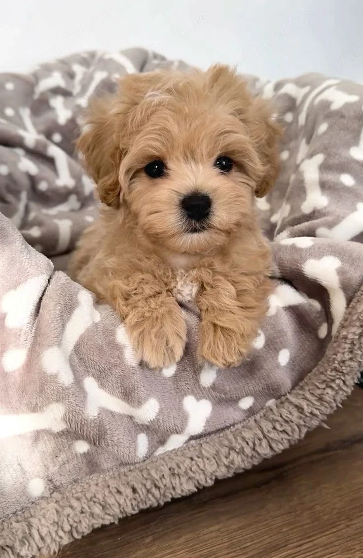 Maltipoo (pudel+bichon)