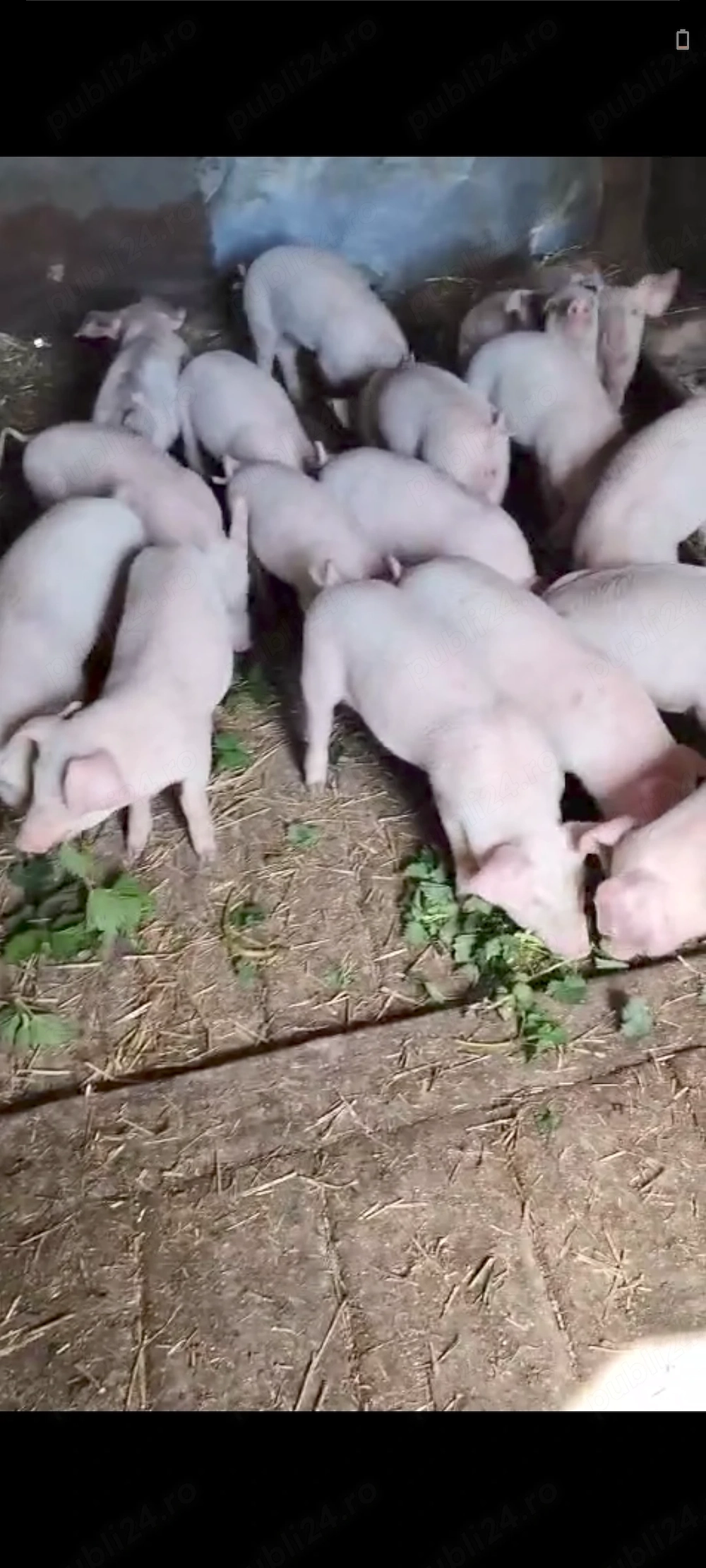 Vând purcei de 8 săptămâni 