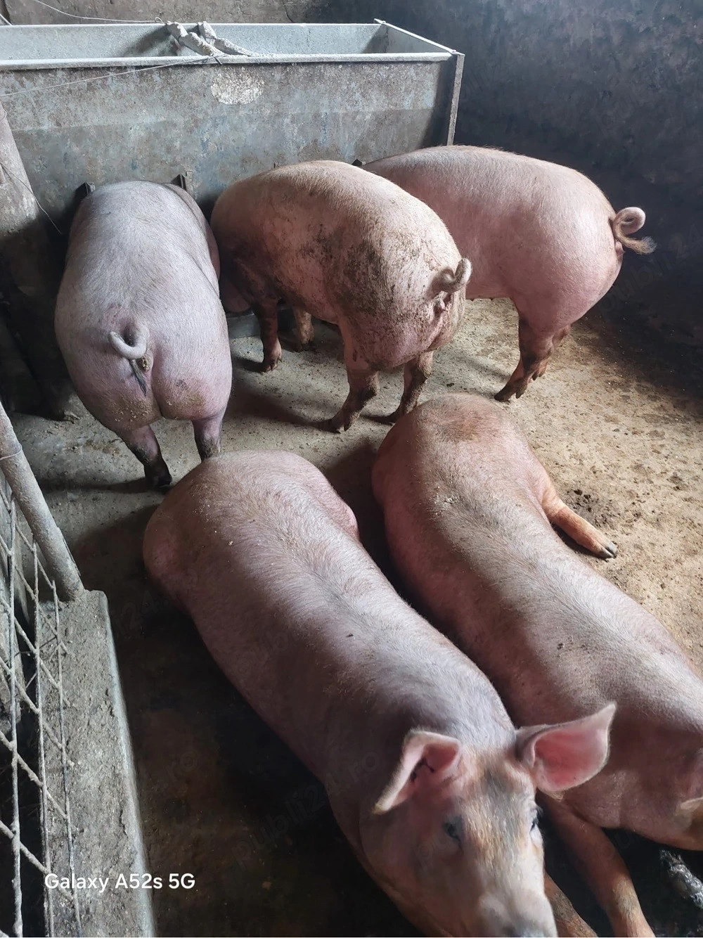 Vand sau schimb 4 purcele Duroc cu Pietrean 