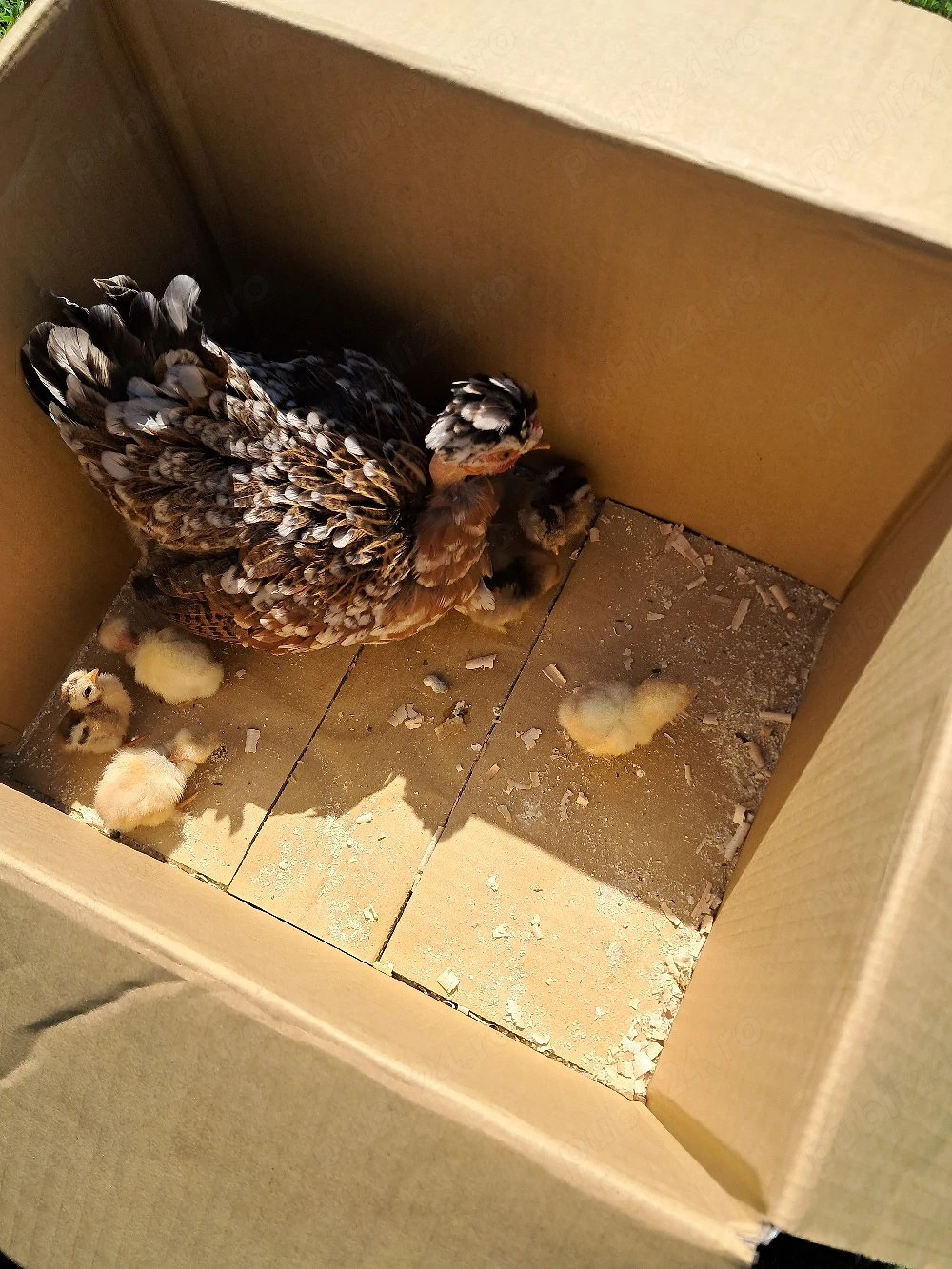 Gainusa pitica cu pui