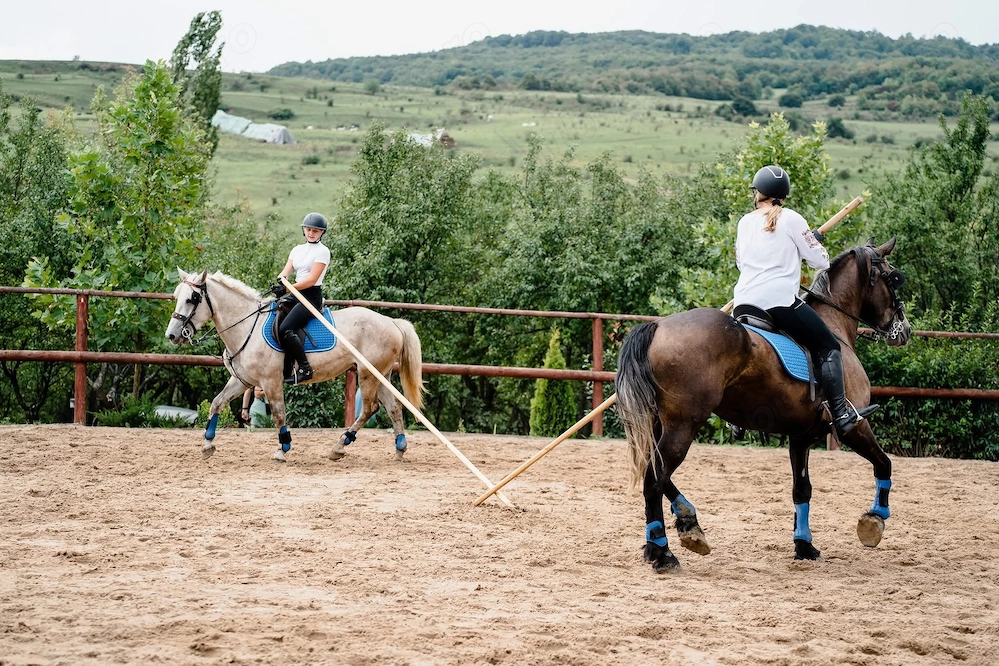 Vand metis de lipitan X frizian de sport 