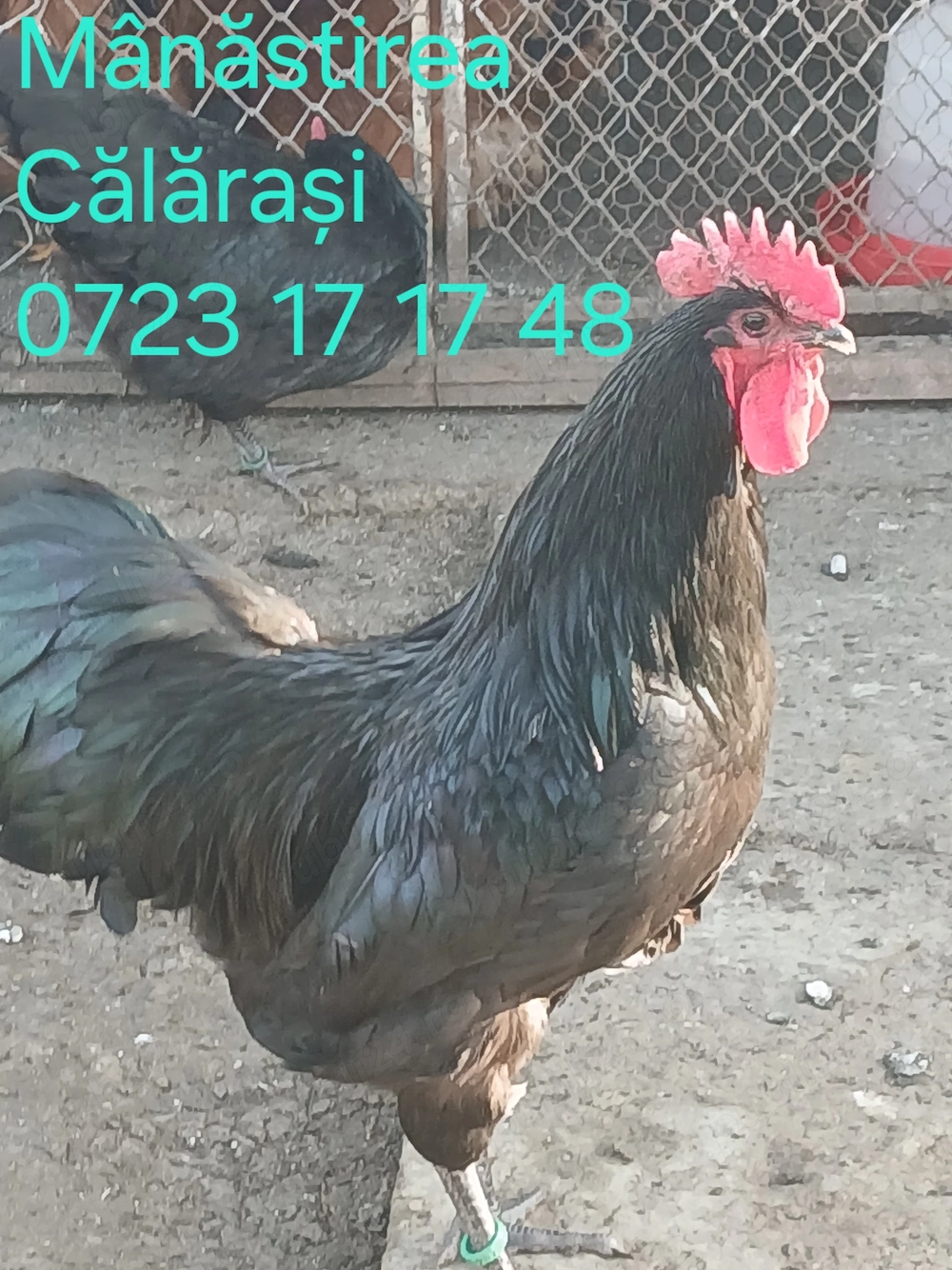 Cocoși Australorp negru de vânzare 