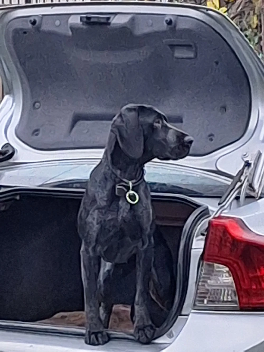  Vand caine dresat pentru  si trufe proaspete de sezon 