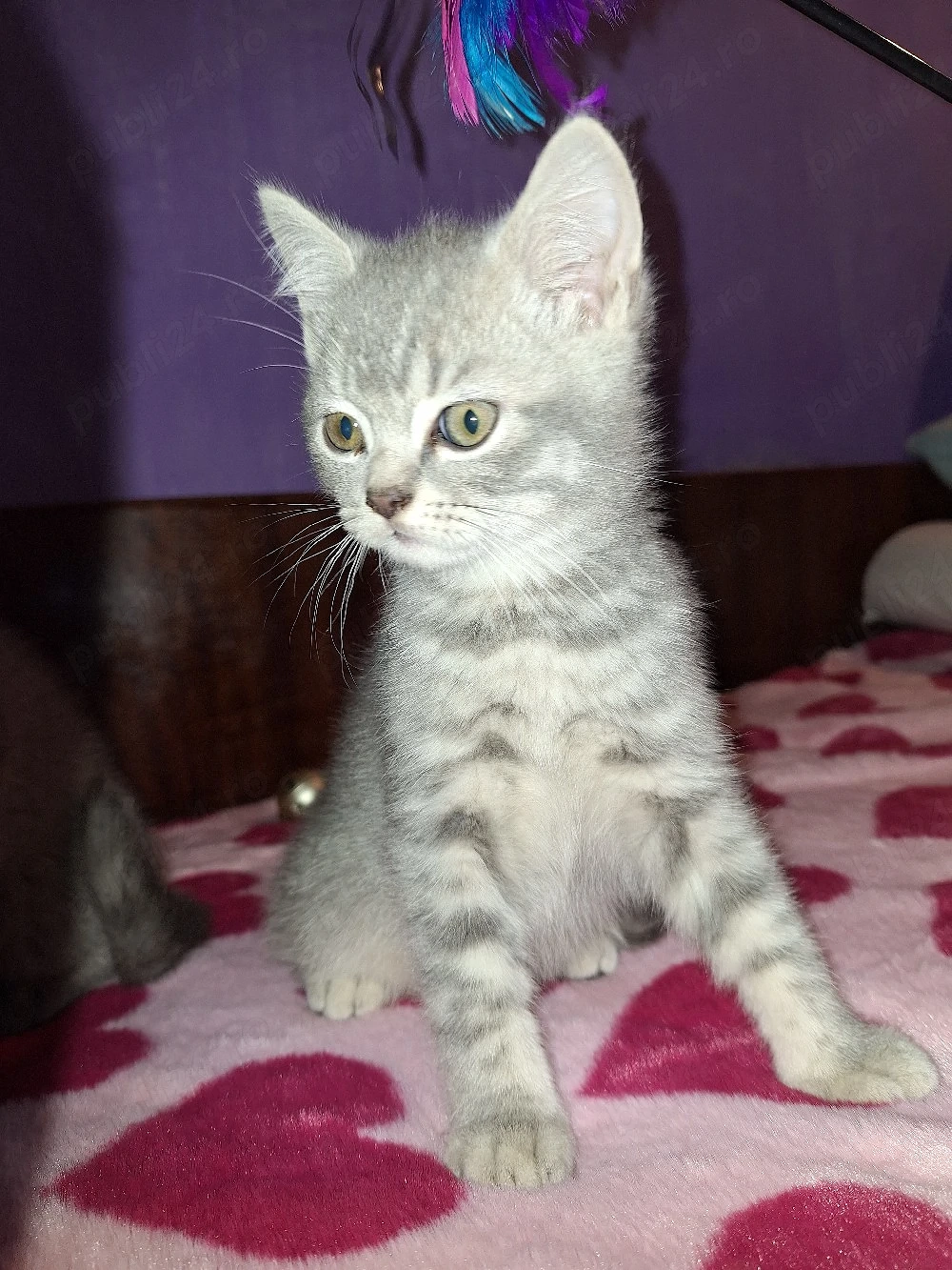 Puiuți British Shorthair