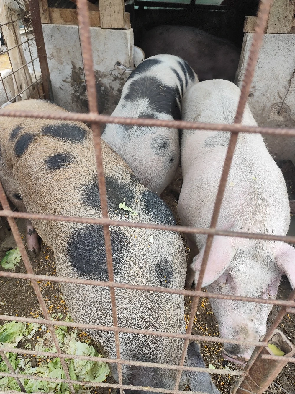 vannd porc de carne