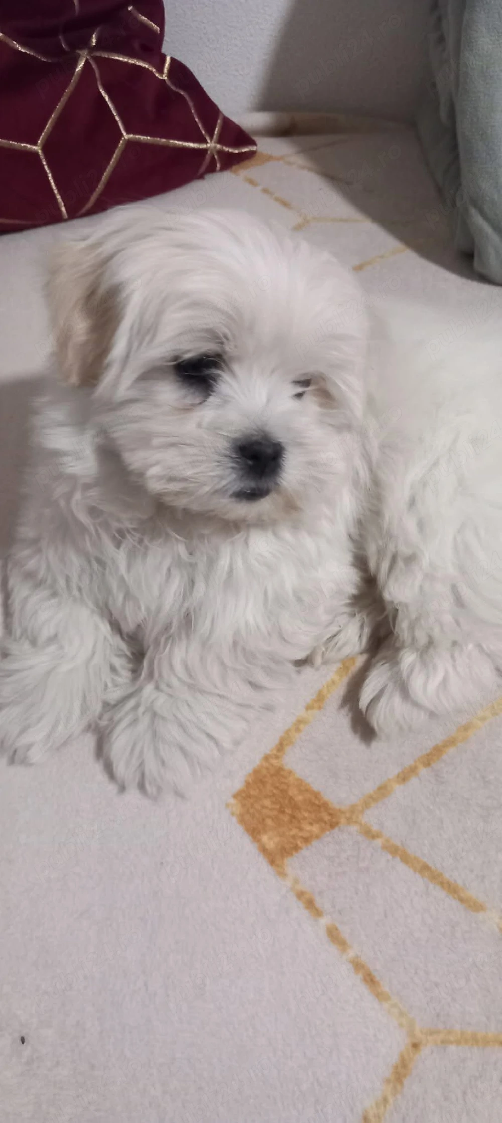 Vand bichon talie mini 7 saptamani