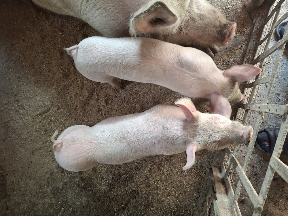 purcei marele alb 8 saptamani