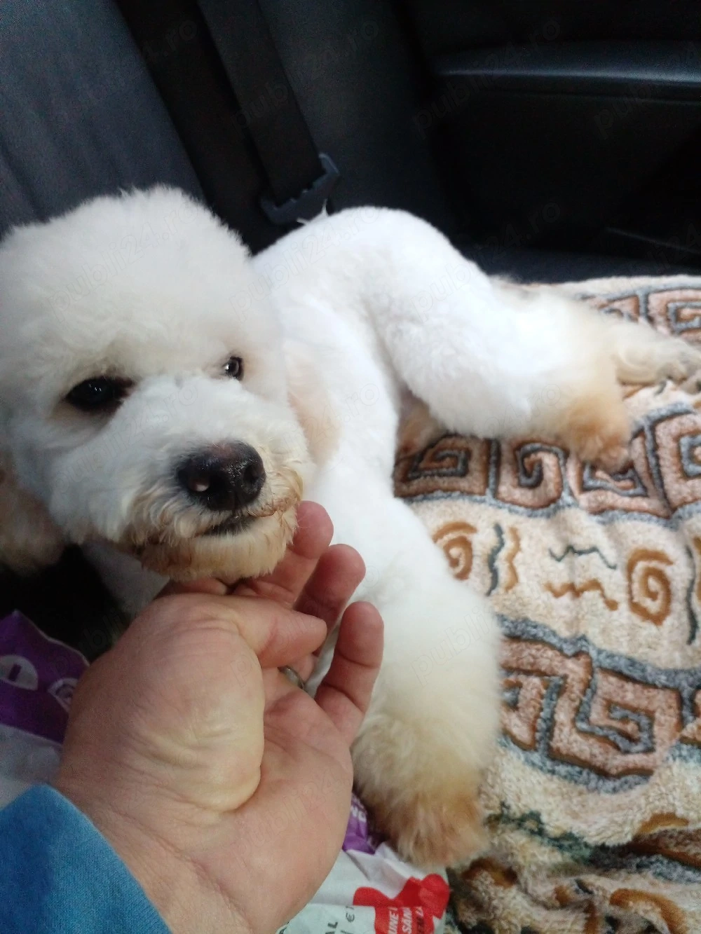 caniche pudel alb