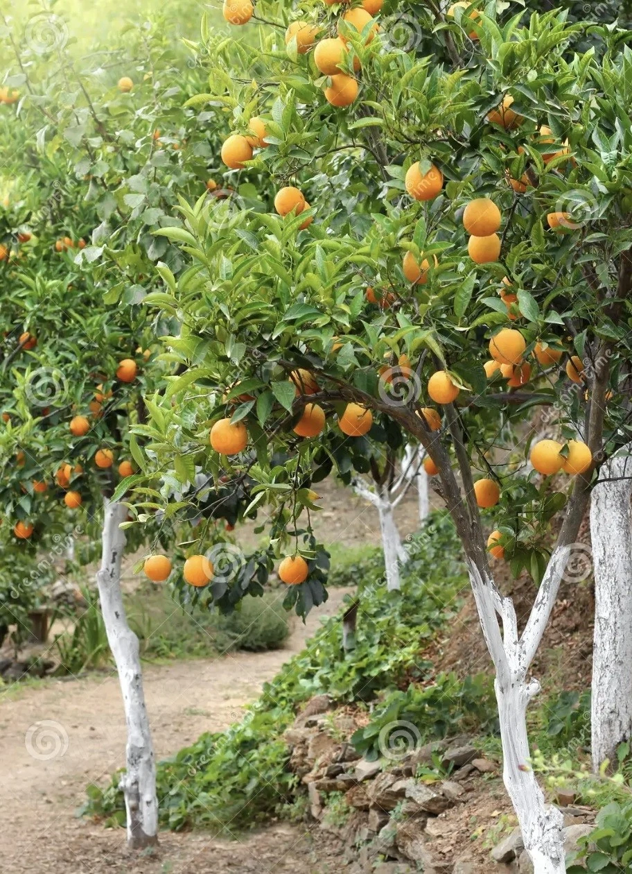 angajari spania agricultura zona valencia