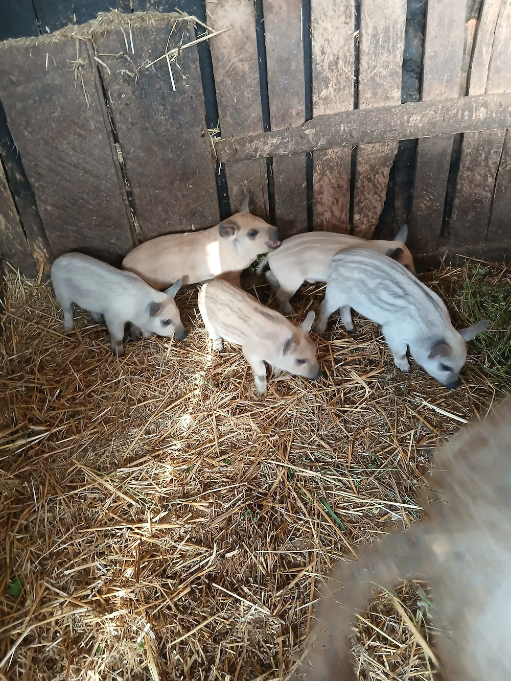 Vând sau schimb, scroafa mangalita cu purcei