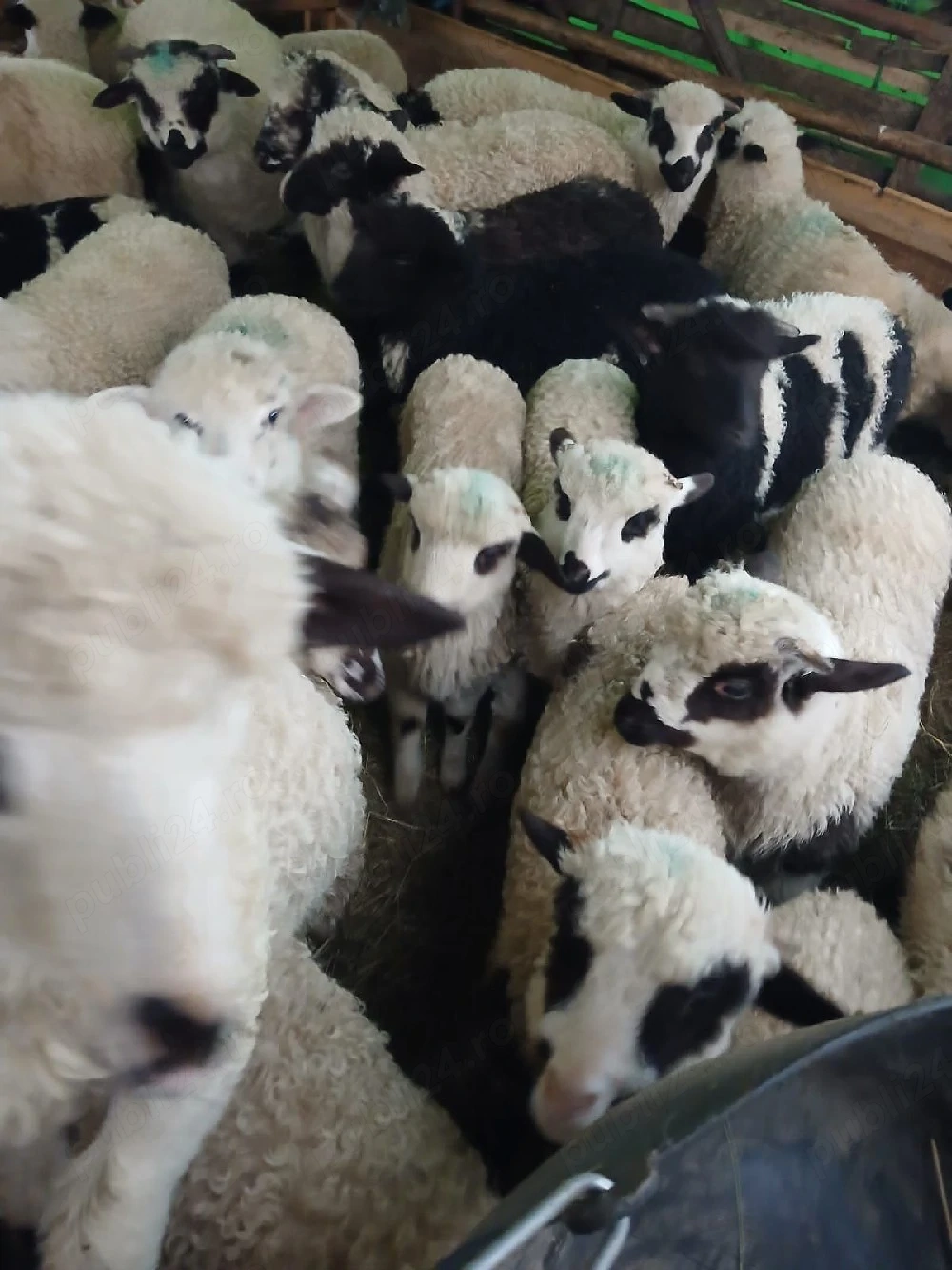 Vând Miei sacrificați 