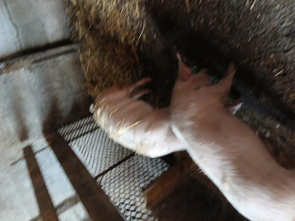 De vanzare grasuni mancaciosi