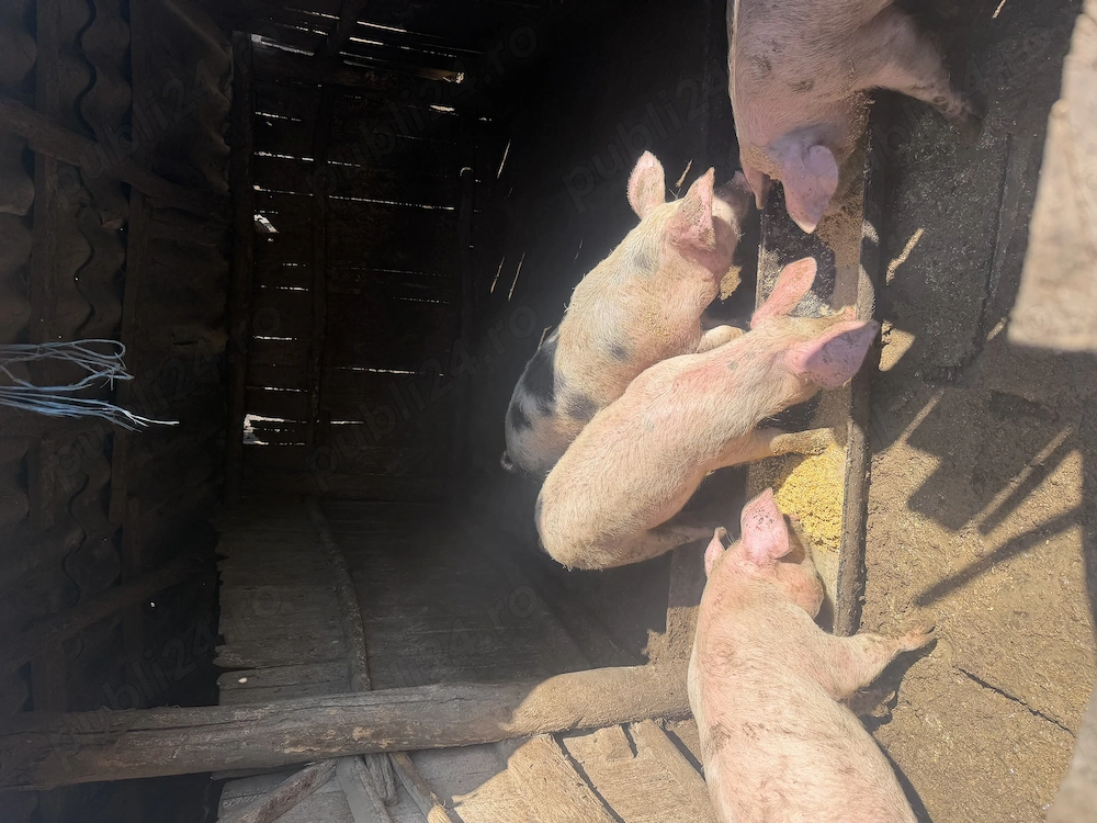porci de vanzare 