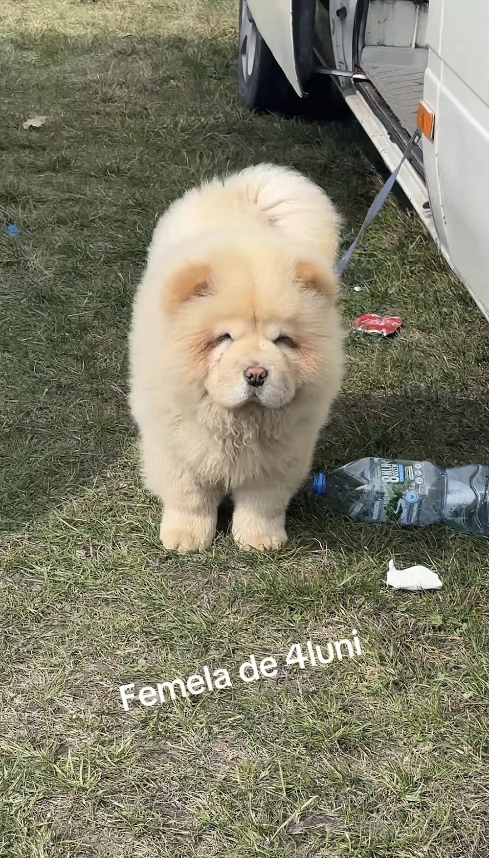 Femela Chow Chow 4luni