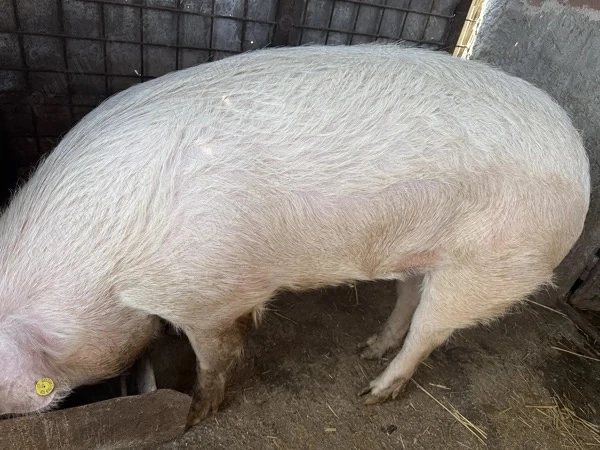 Vand porc 180-190 kg
