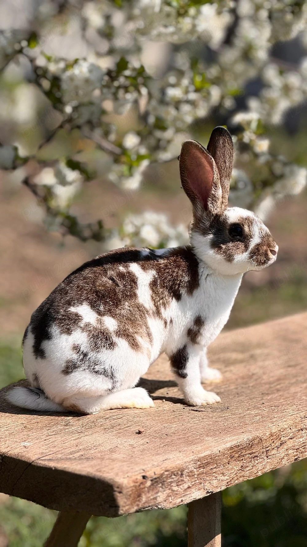 Iepurasi Rex de vânzare! 