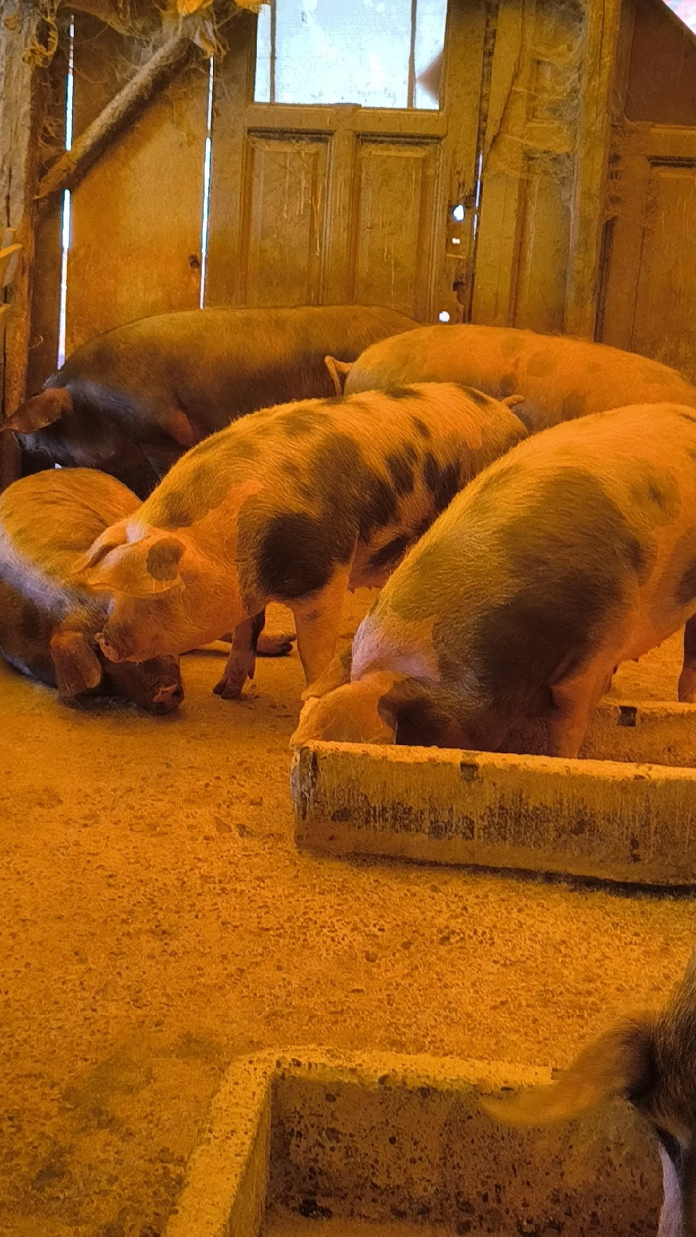 vind porci grasi crescuti un gospodarie 