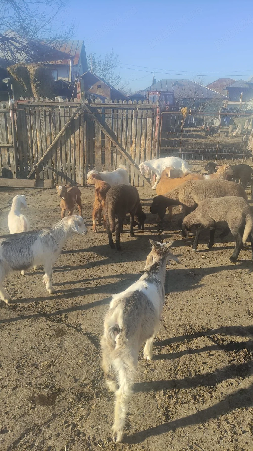 Miei -iezi de Paste 45 lei kg