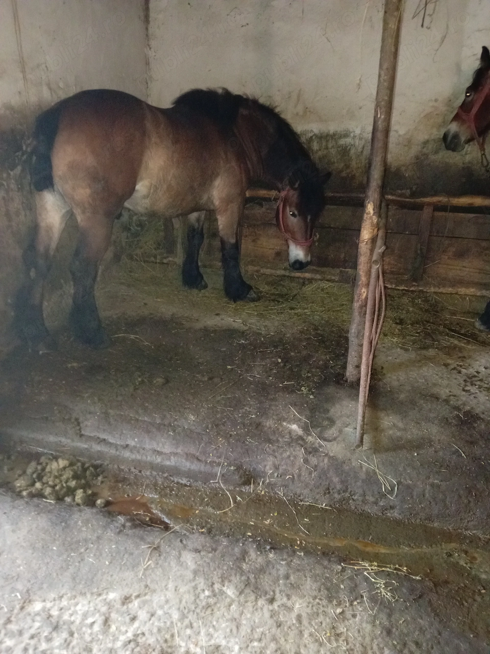 Pereche de cai de vânzare probă la fața locului garantat l 