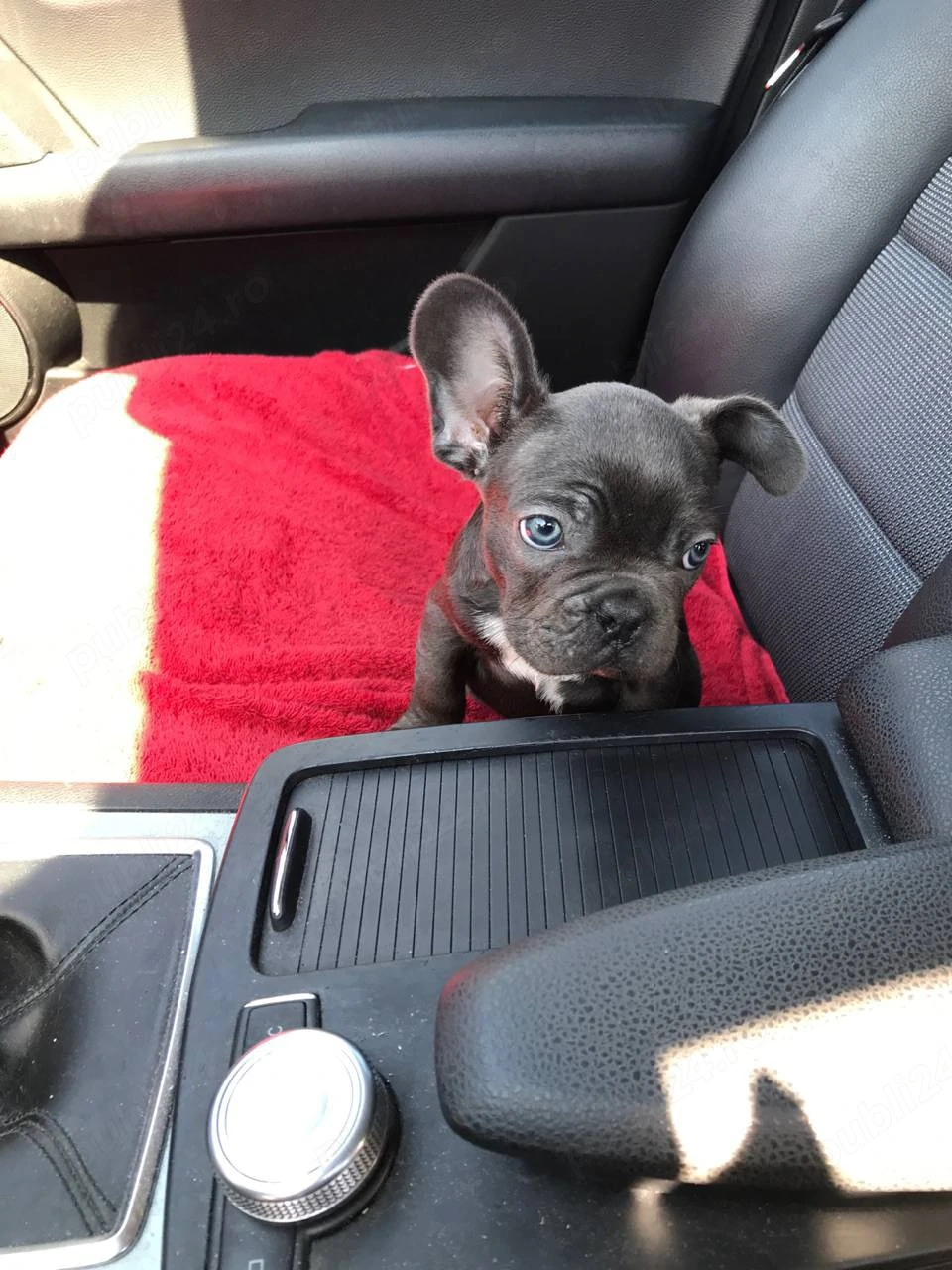 Bulldog Francez băiat 