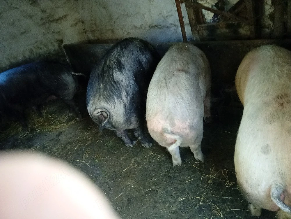 Vinzare porcii