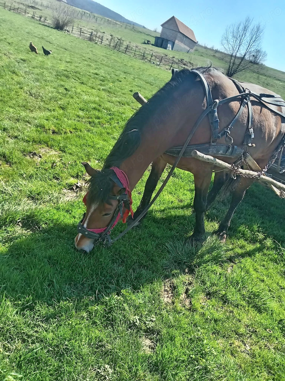 Am o iapă tânără de 5 ani pobe la. Fața locului